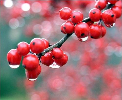 3256587_3_3_ (500x410, 27Kb)