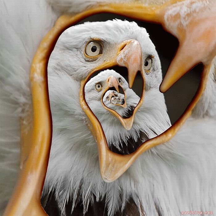 6 (700x699, 225Kb)