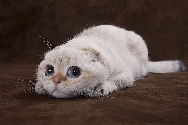 funny cats with interesting faces