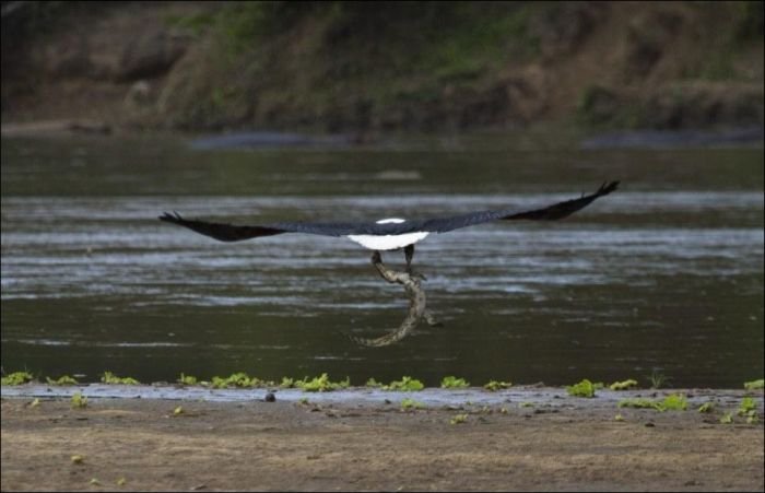 poslednjaja_trapeza_krokodila_4_foto_3 (700x451, 45Kb)