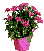 flowers_162 (155x180, 14Kb)