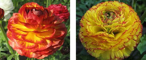 ranunculus12 (500x206, 28Kb)