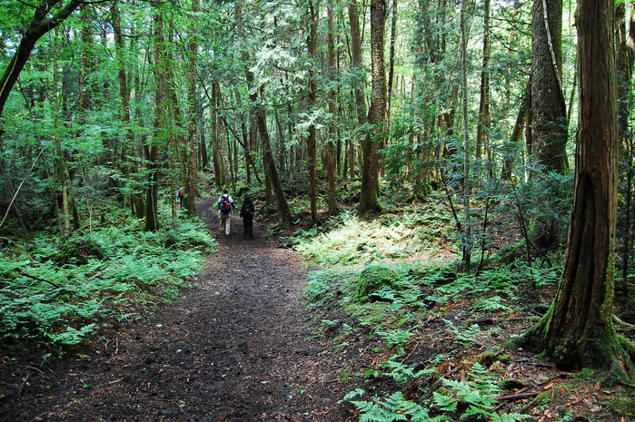 les-samoubiyts-aokigahara-dzyukay (700x465, 388Kb)