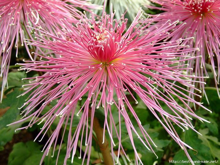 pink-Chrysanthemum.1-jpg (700x525, 278Kb)