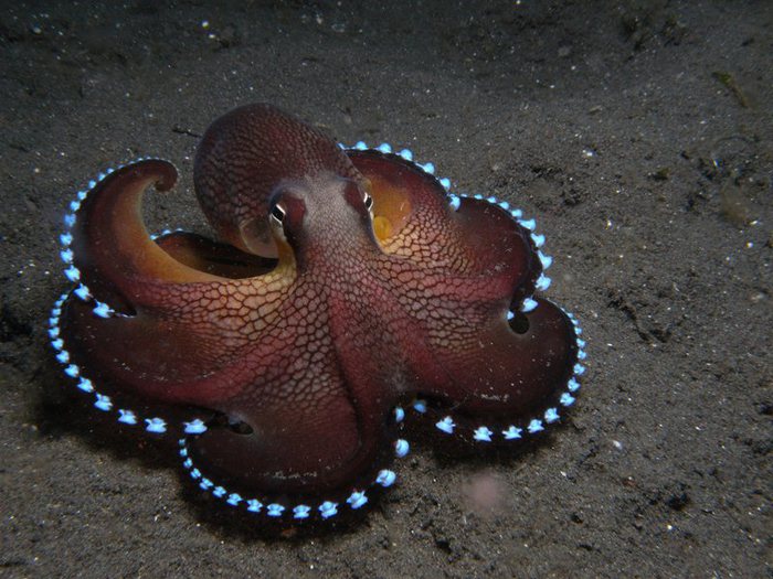 Amphioctopus marginatus