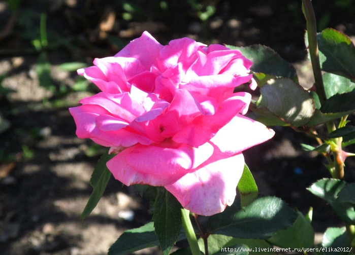 IMG_6798 (700x503, 275Kb)