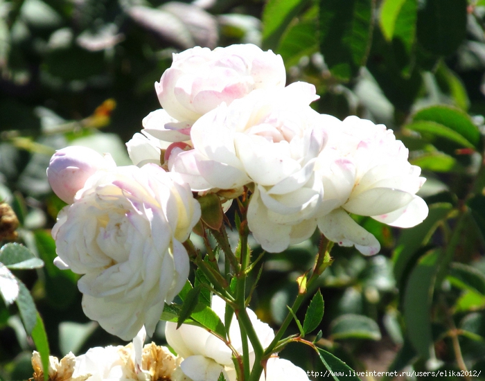 IMG_6800 (700x550, 287Kb)