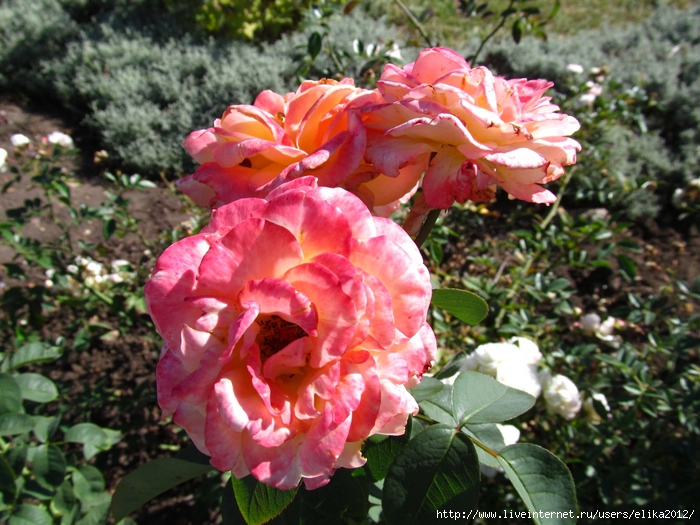IMG_6818 (700x525, 342Kb)