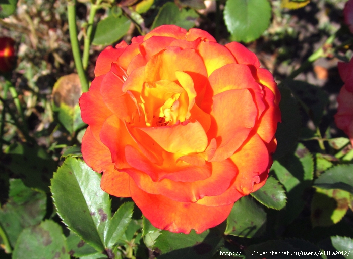 IMG_6920 (700x513, 289Kb)