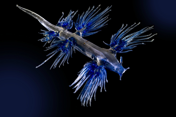 молюск голубой дракон Glaucus atlanticus (700x464, 128Kb)