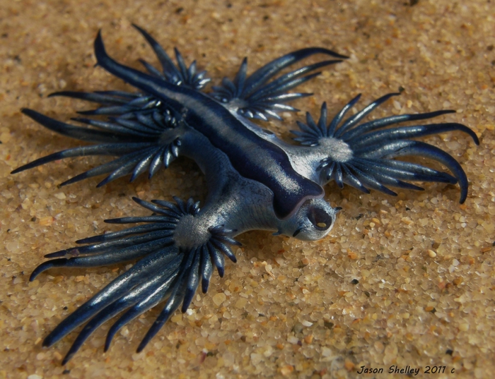 молюск голубой дракон Glaucus atlanticus 2 (700x537, 306Kb)