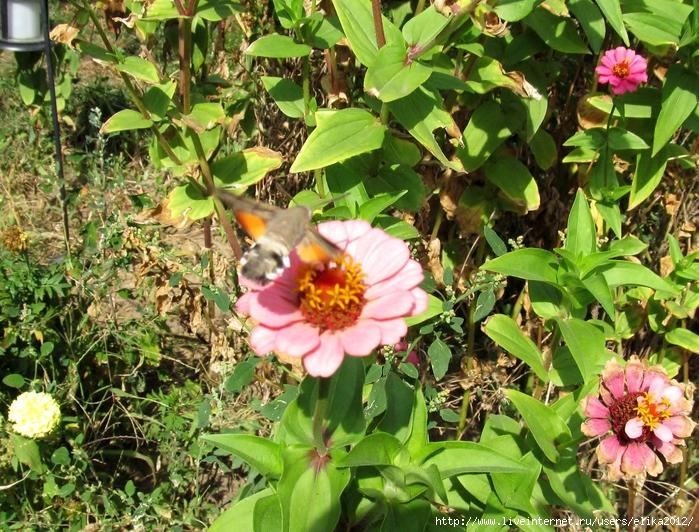 IMG_7479 (700x532, 440Kb)