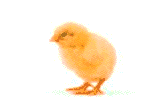 walking-chick (160x97, 108Kb)