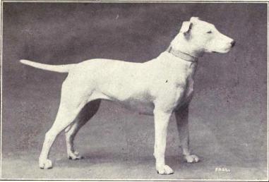 http://img0.liveinternet.ru/images/attach/c/6/93/529/93529252_Bull_Terrier_from_1915.JPG