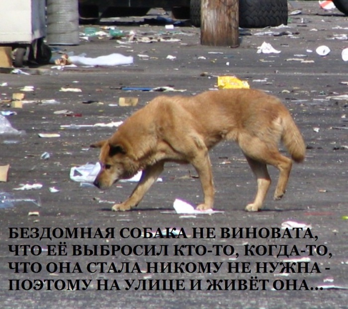 Стихи о собаках. - Страница 3 93596456_large_1105084_Homeless_Dog__Down_LA_River_4__727h645