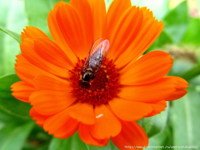 IMG_0152 (700x525, 257Kb)