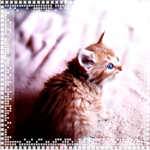 11 (150x150, 44Kb)