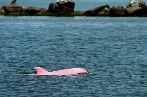 розовый дельфин фото (468x310, 27Kb)
