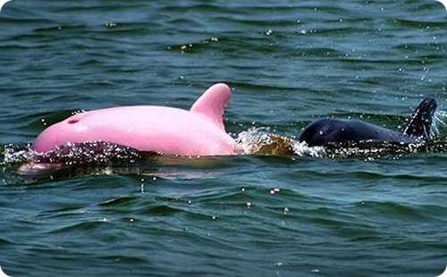 розовый дельфин фото 4 (500x310, 40Kb)