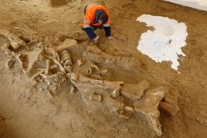 Под Парижем нашли скелет мамонта