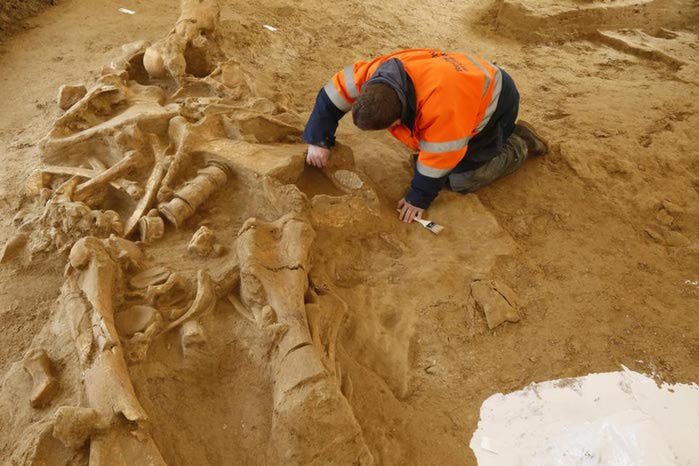 Под Парижем нашли скелет мамонта