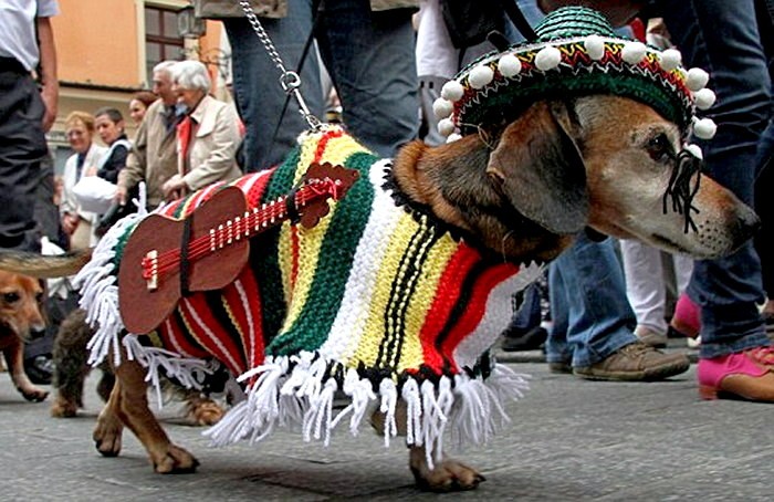 3925073_Poland_Dachshund_Parad_3 (700x454, 108Kb)