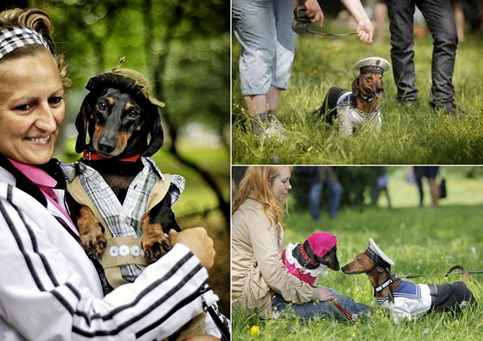 3925073_Poland_Dachshund_Parad_5_1_ (700x494, 115Kb)