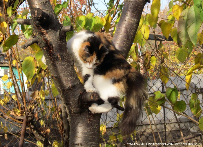 4800487_IMG_0040 (700x508, 396Kb)