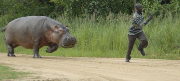 1251105497_hippo-attack-04 (600x270, 32Kb)