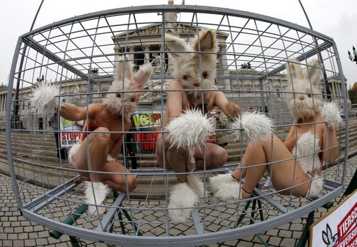 'Кролики' протестовали против экспериментов на животных