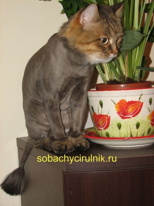 /4552399_strijka_koshek_v_moskve_foto (525x700, 260Kb)