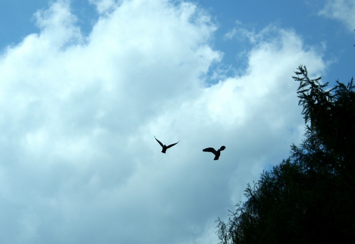 1364222714_Pticuyvnebenadverhushkamiderev_ev1277904058_38 (700x481, 64Kb)