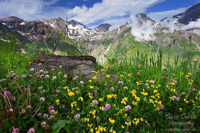 140559__wildflower-mountains_p (700x466, 474Kb)