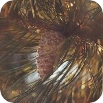4457709_default11 (150x150, 58Kb)