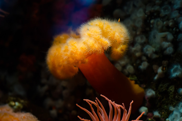 Sea-anemone-vancouver-aquarium-960x640 (700x466, 253Kb)
