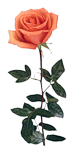 0_4dced_d15bca35_S.jpg (74x150, 19Kb)