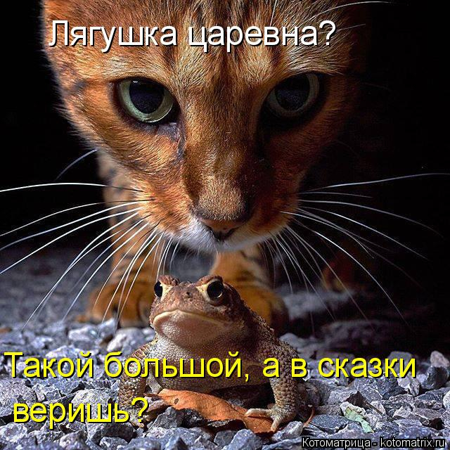 kotomatritsa_1a (640x640, 470Kb)