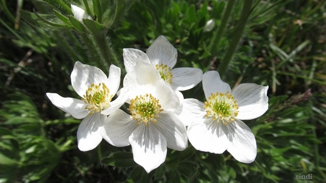 IMG_3429 a (640x360, 197Kb)