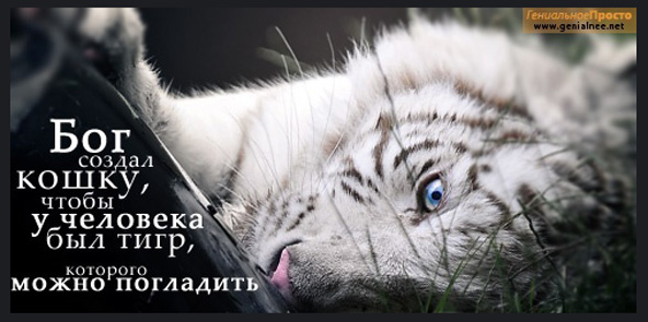 Афоризм про тигра Афоризм про тигра