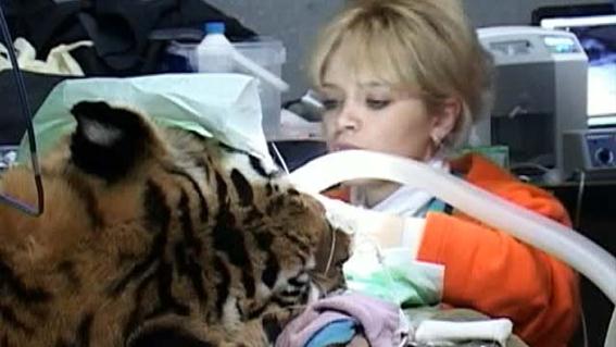 Тигрице провели стоматологическую операцию в Иваново лучшие врачи. Фотографии