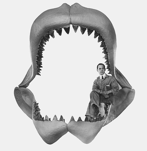 мегаладон челюсти фото (585x600, 38Kb)