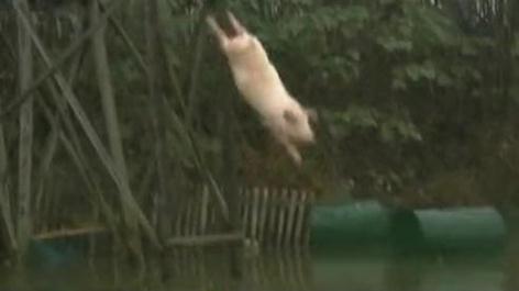 Китайские свиньи-спортсмены ныряют в воду с вышки. Фотографии 