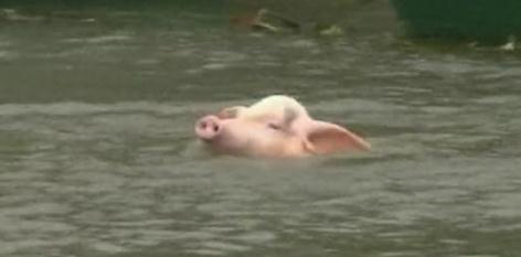 Китайские свиньи-спортсмены ныряют в воду с вышки. Фотографии 