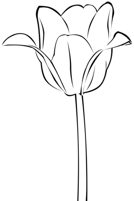 93920219_tulip (469x699, 24Kb)