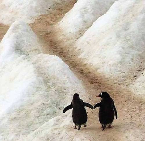 _penguins (500x488, 31Kb)