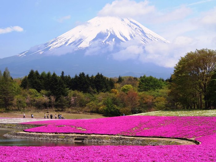Удивительный контраст цветочного луга, тёмно-зелёного леса и заснеженной вершины Фудзияма. (700x525, 95Kb)