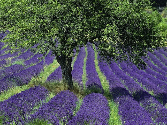 lavender_field_provence_france_143_jpg_1347390877 (690x518, 249Kb)