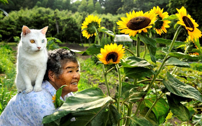 Бабушка и её кот с разноцветными глазами
