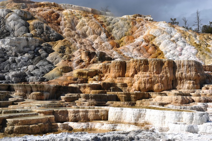 Mammoth Hot Springs 40215