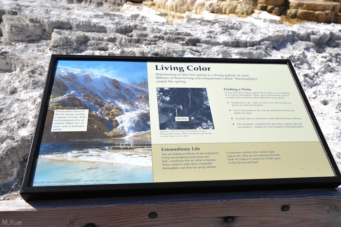 Mammoth Hot Springs 90777